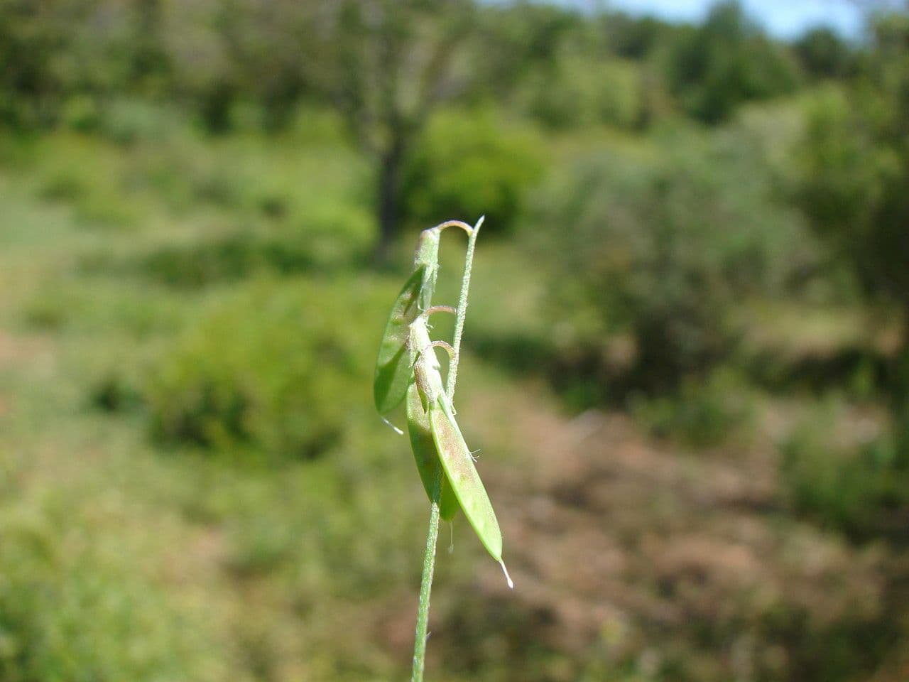 Vesce à petites fleurs 2