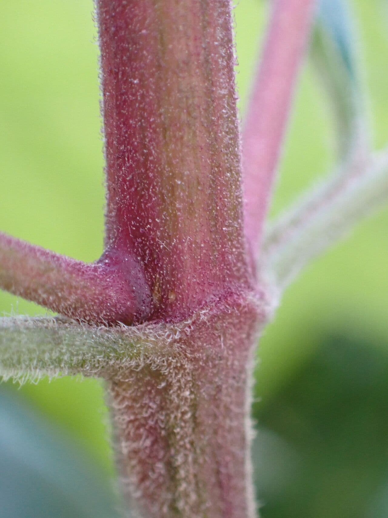 Eupatorio 21
