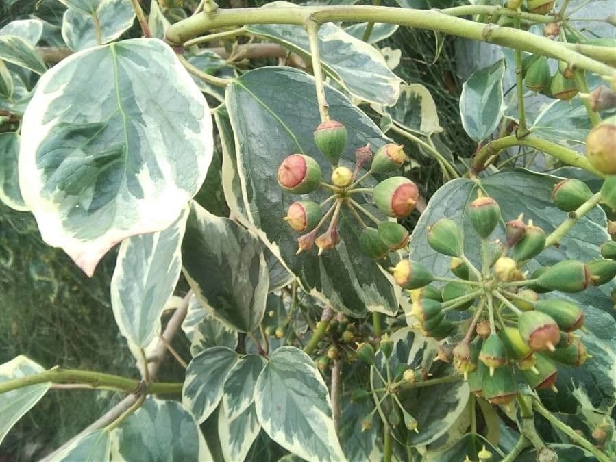 Edera algerina