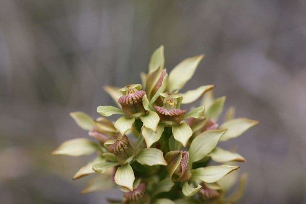 Megastylis