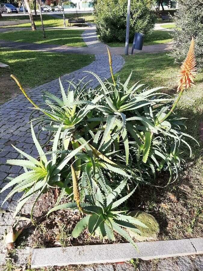 Baum-Aloe 12