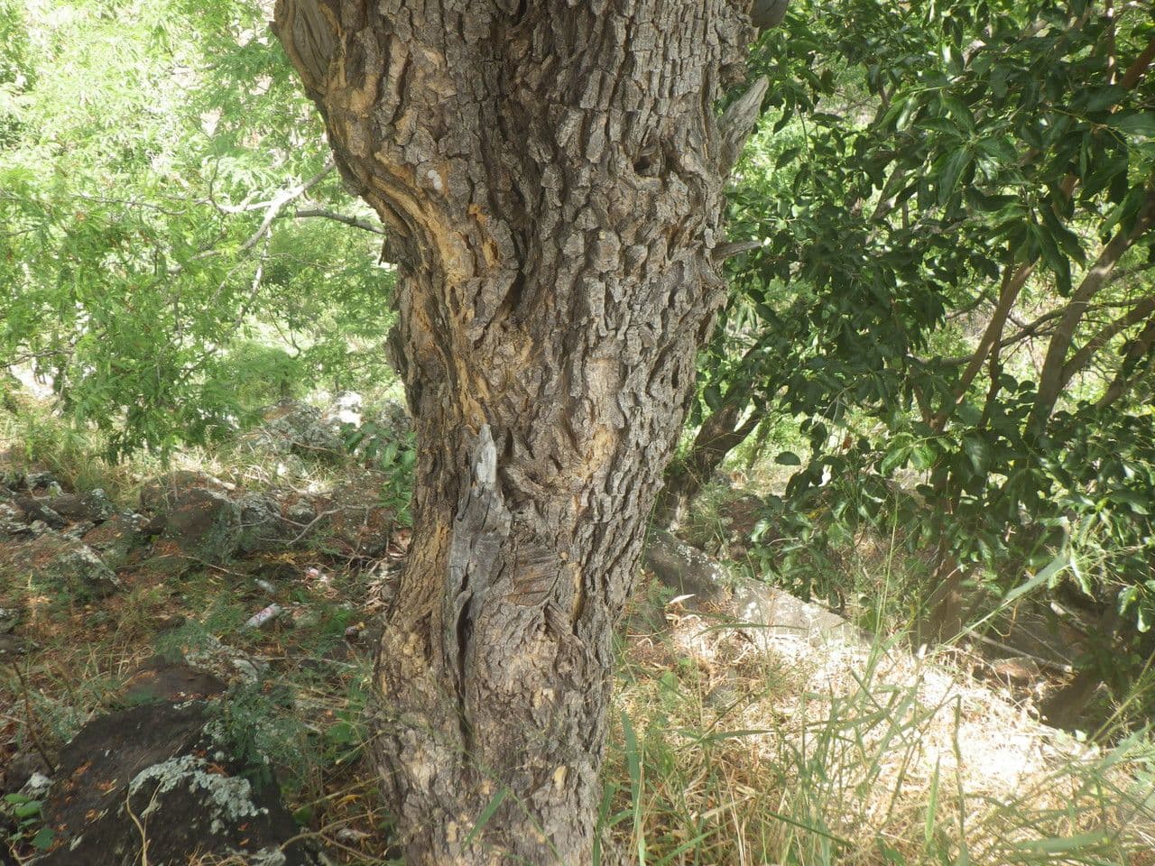 Tabernaemontana persicariifolia 18