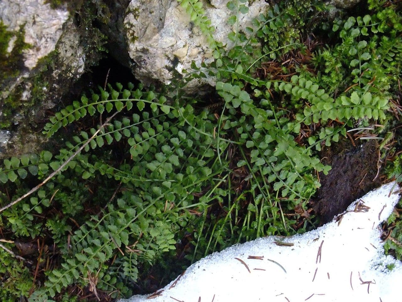 Asplenio verde 13