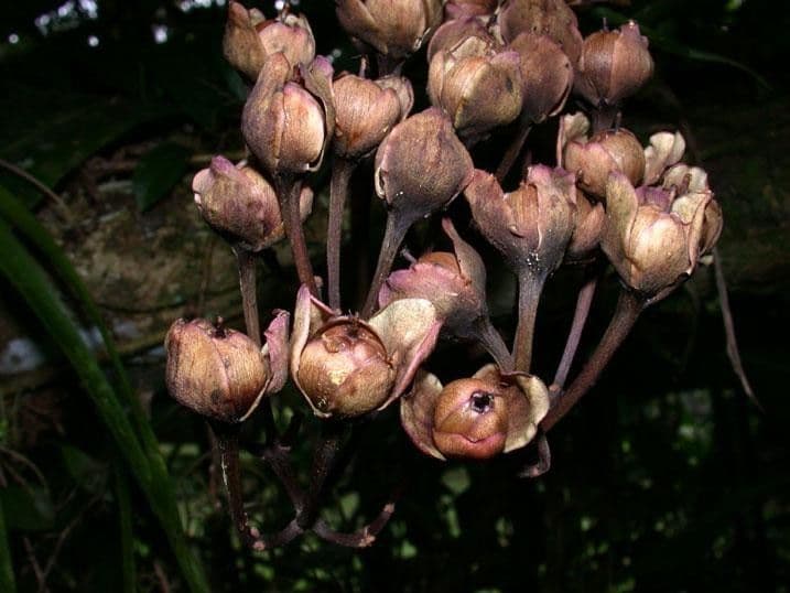 Ipomoea philomega 4