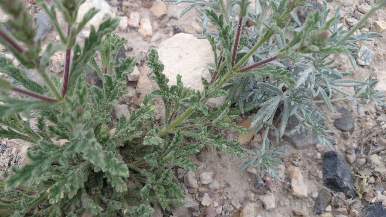 Verbena grigia 10
