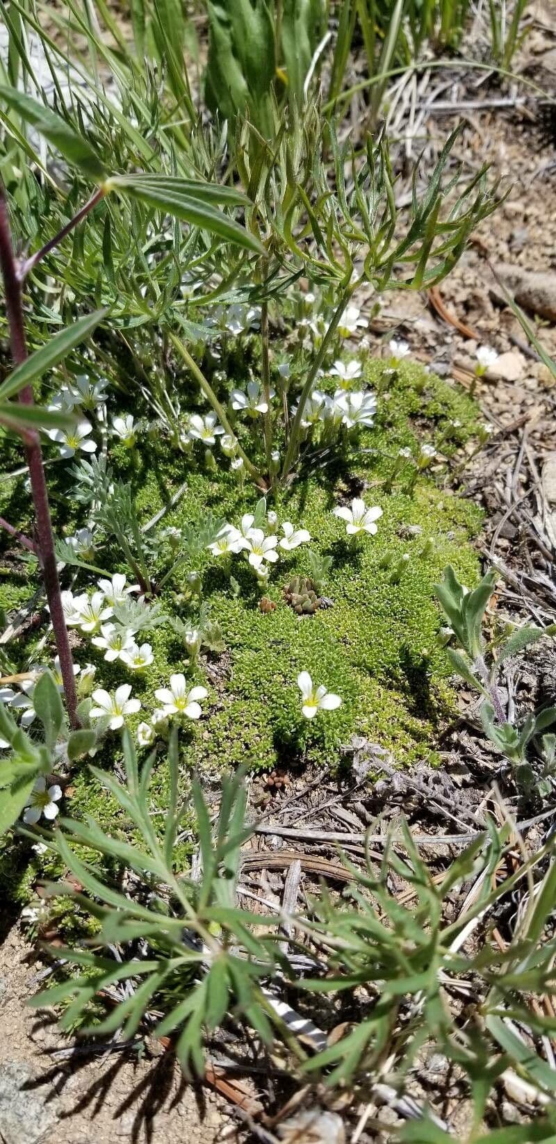 Cherleria obtusiloba 5