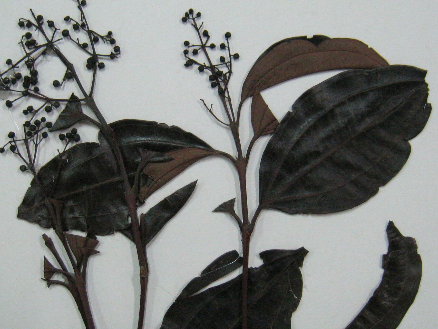 Miconia 2