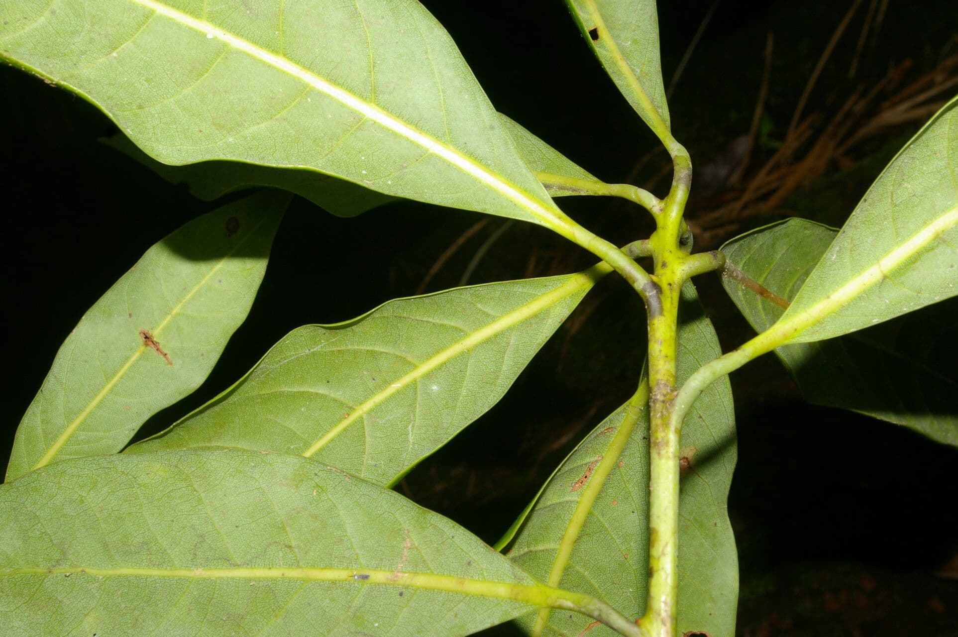 Persea 6