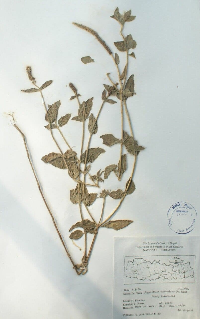 Pogostemon 2