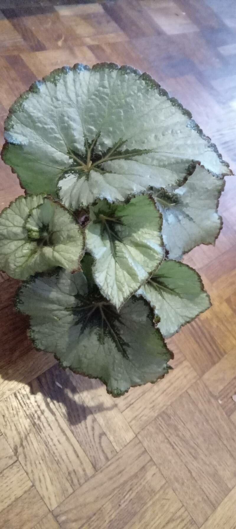 Begonia rex 10