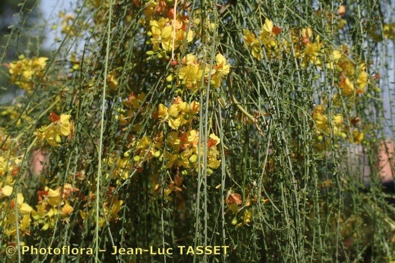 Parkinsonia 28