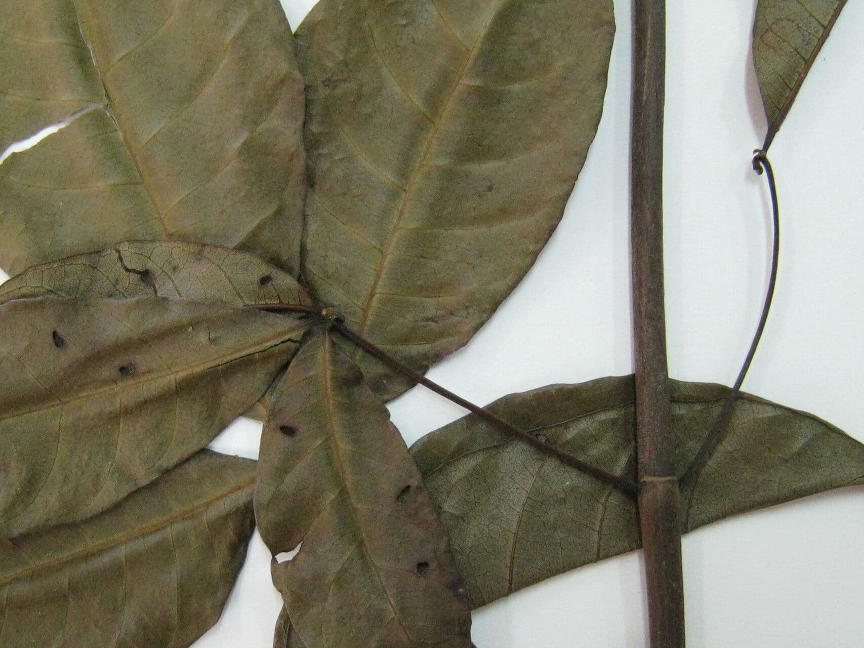 Pequi maloplodé 6