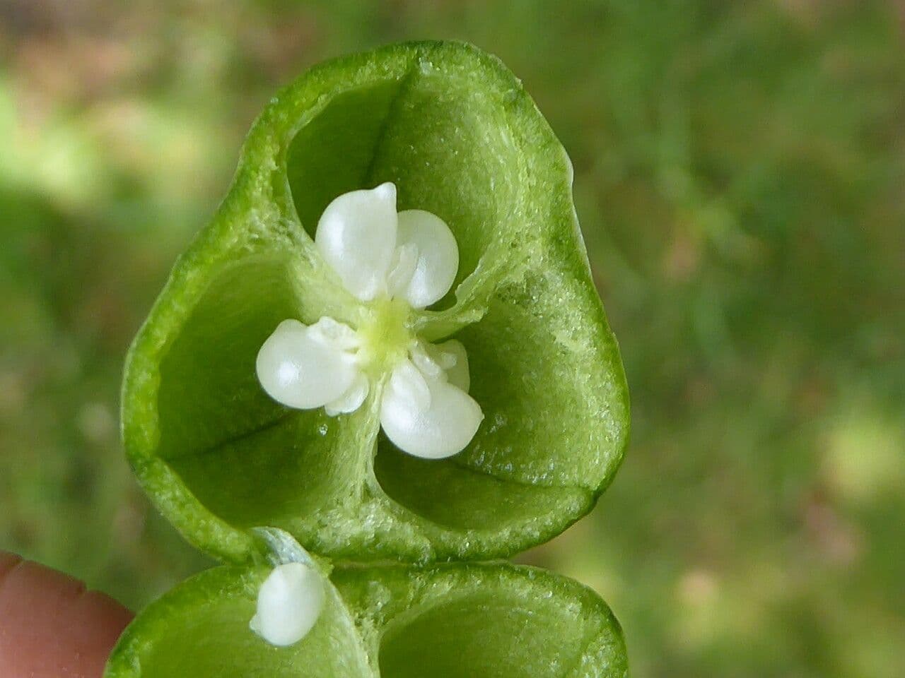 Narciso selvatico 4