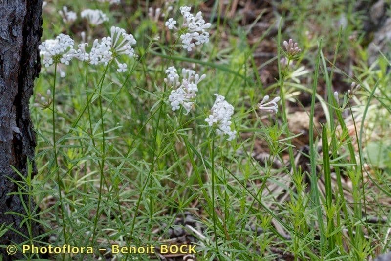 Asperula a sei foglie 9