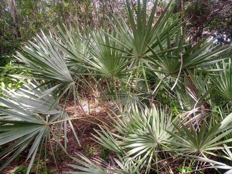Serenoa 7