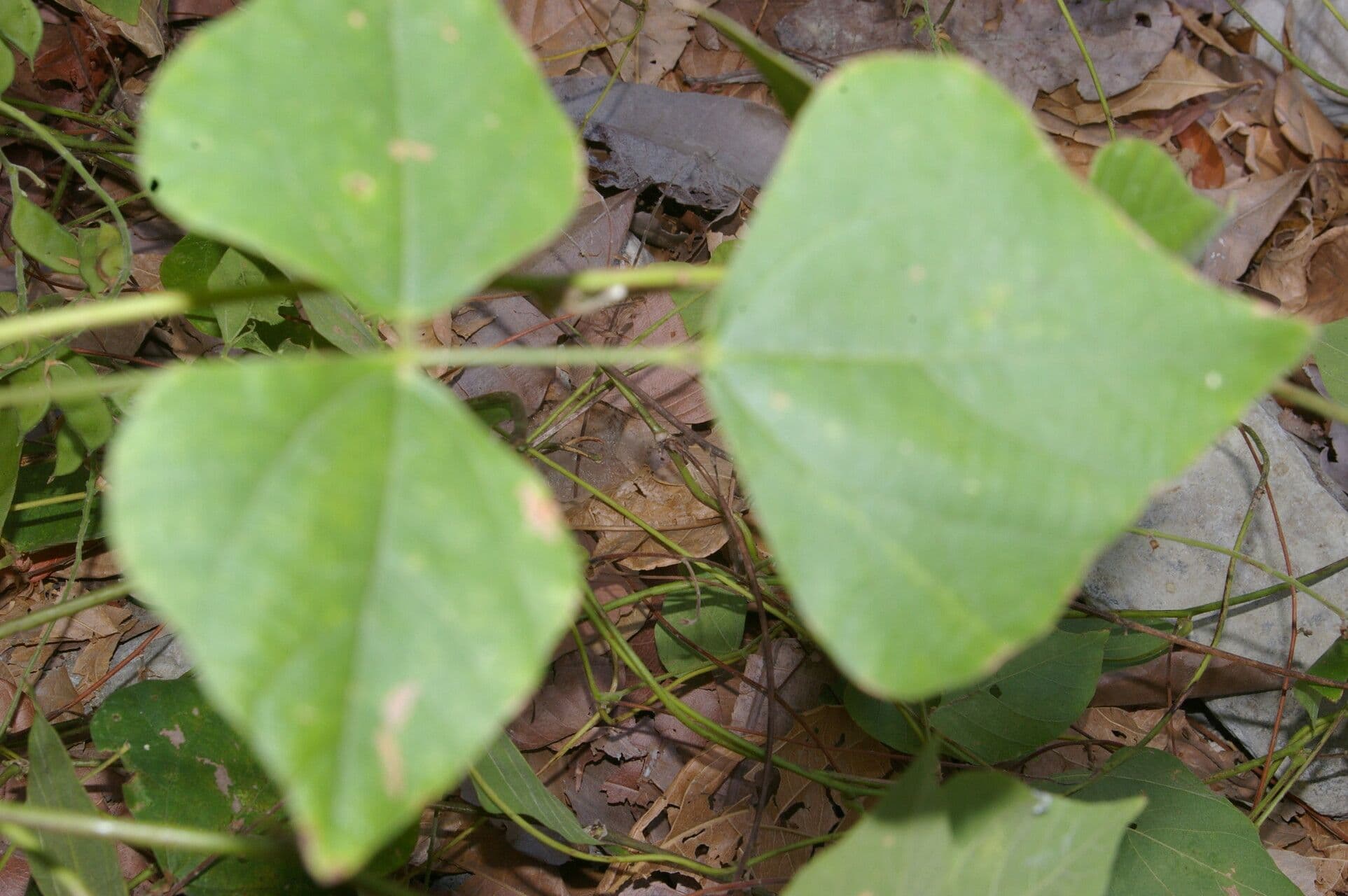 Rhynchosia 9