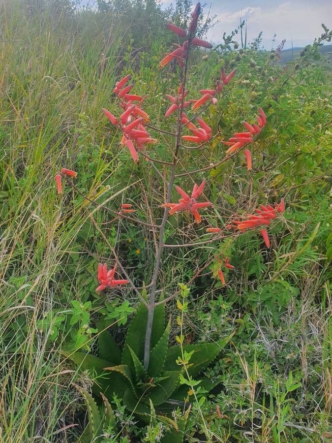 Aloe 3