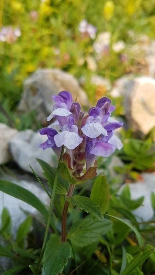 Tarczyca alpejska 4