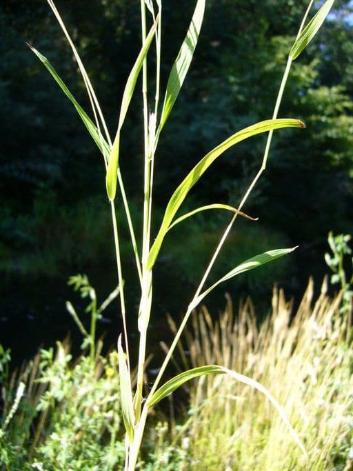 Muhlenbergia mexická 3