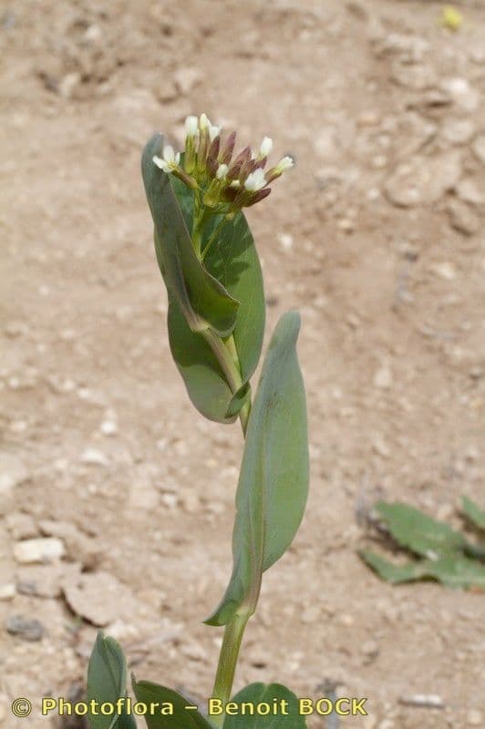 Conringia orientale 26