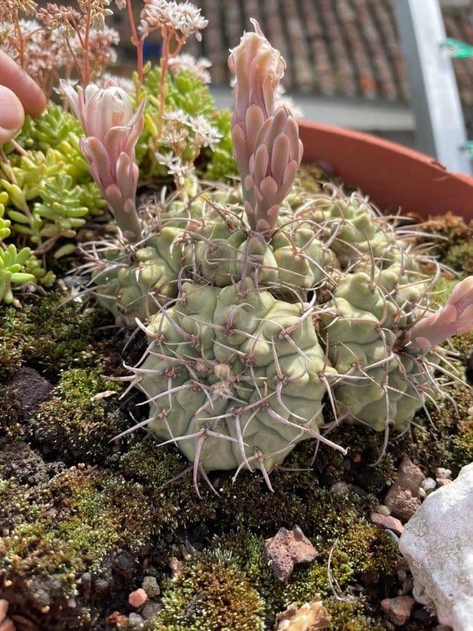 Cactus mento