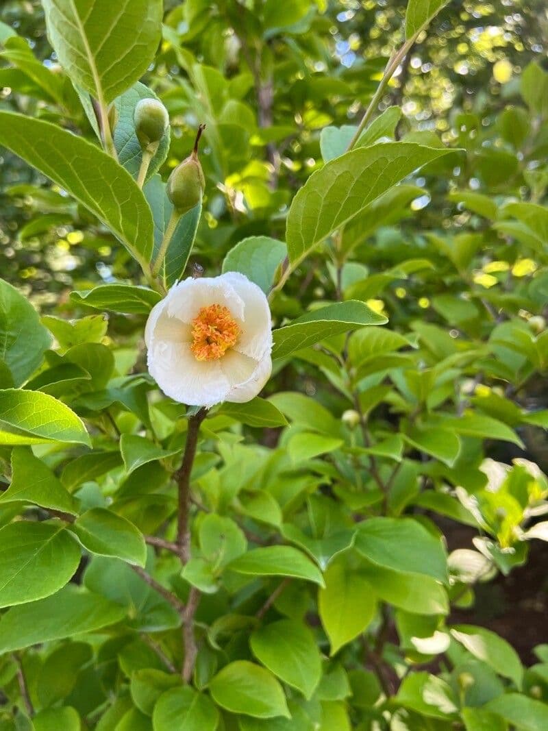 Stewartia monadelpha 3