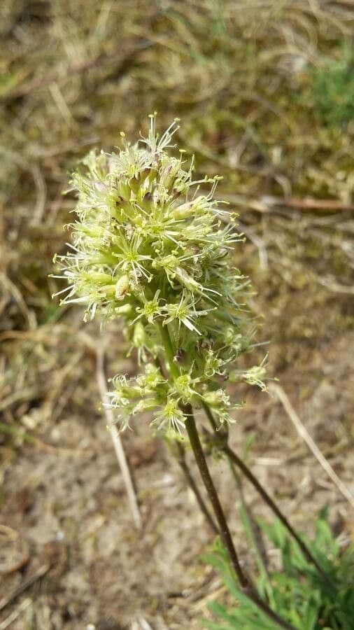 Silene