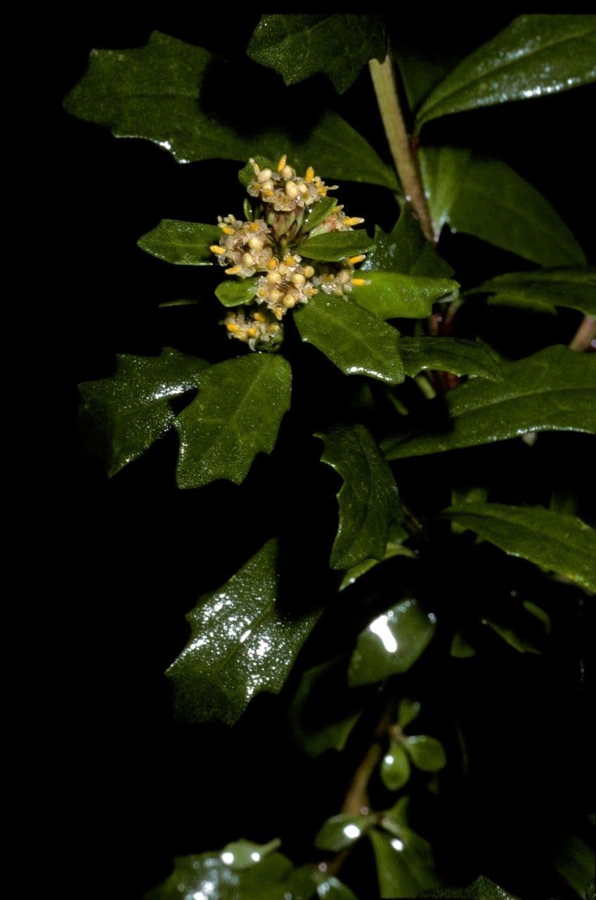 Baccharis 2