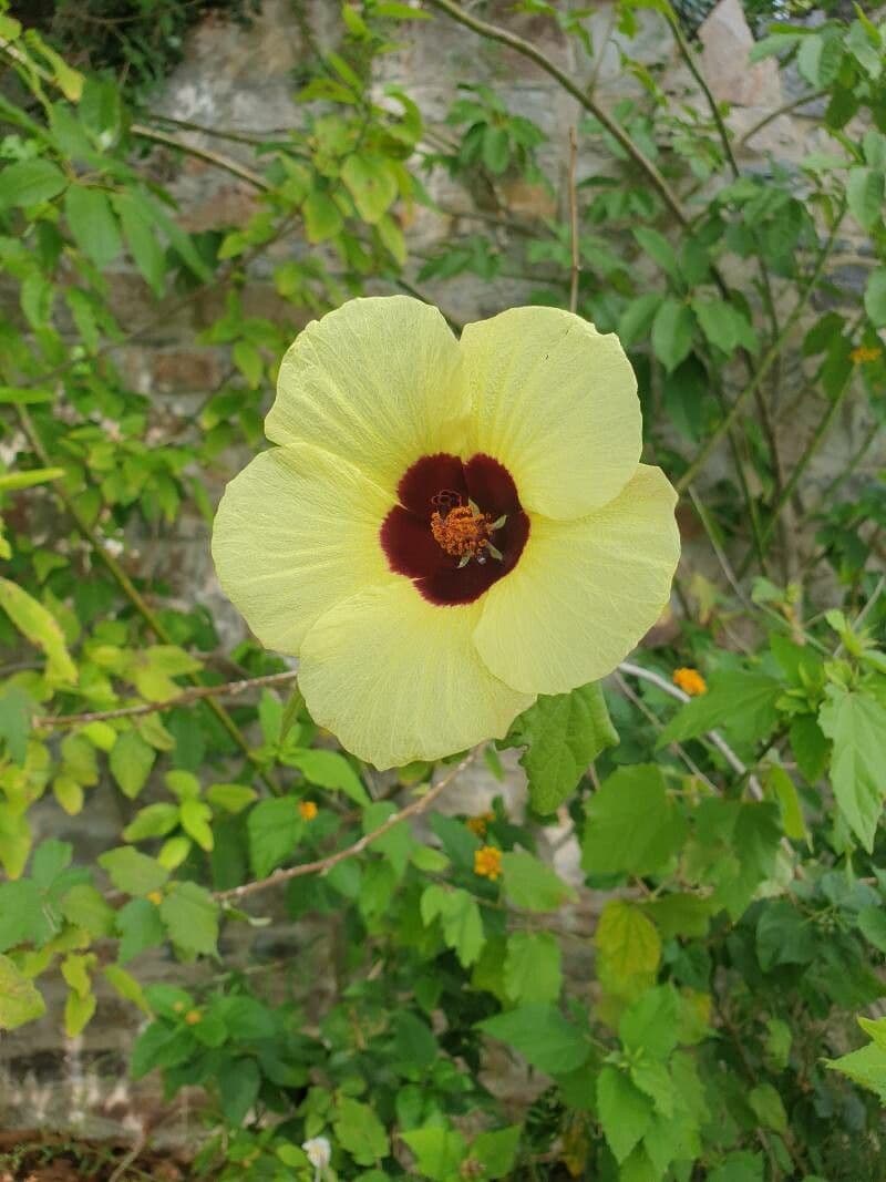 Zitronengelbe Roseneibisch 8