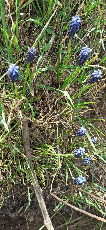 Szafirek miękkolistny 26