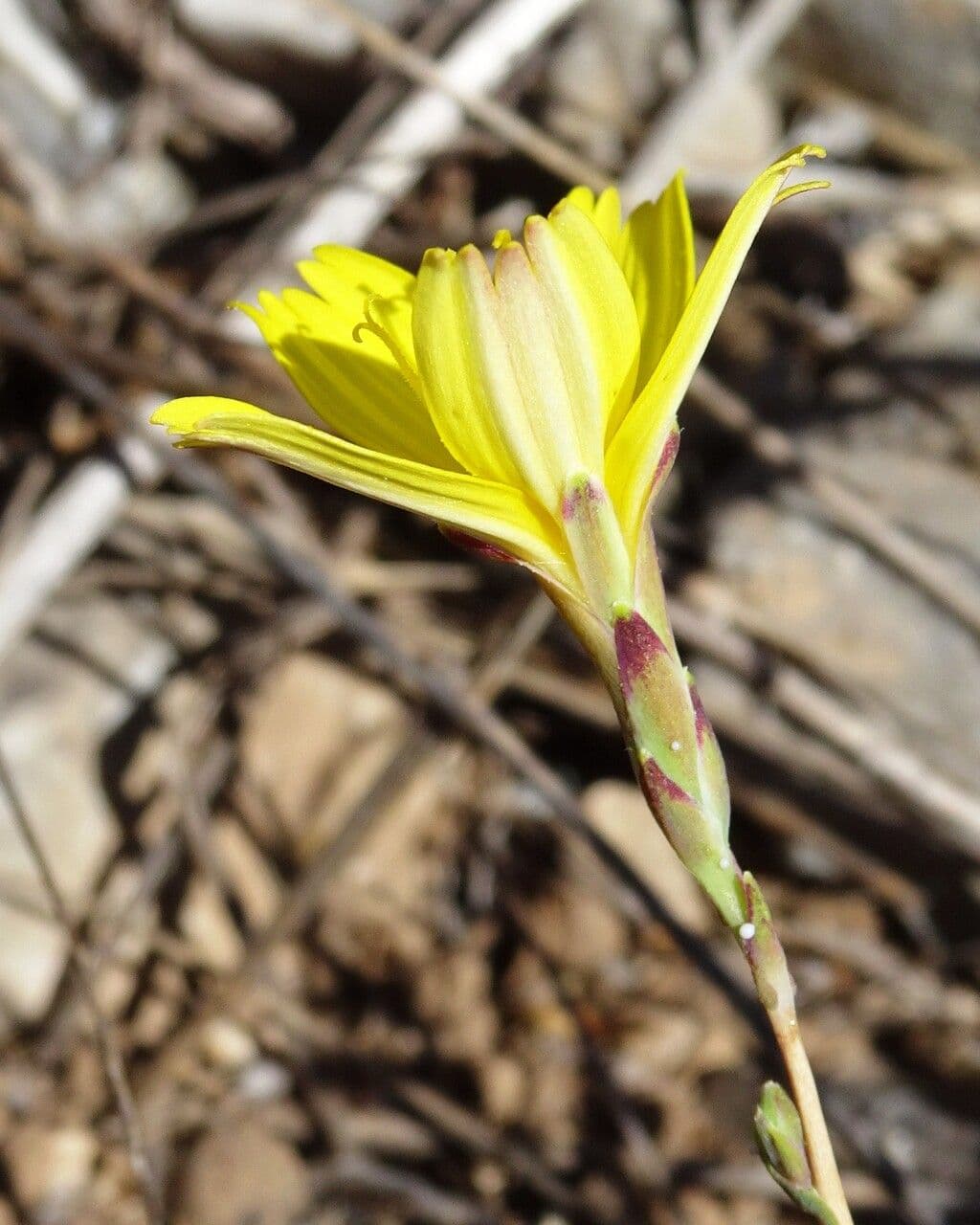 Lattuga viminea 8
