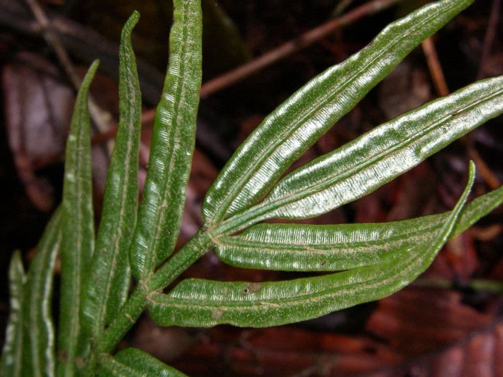 Danaea 4