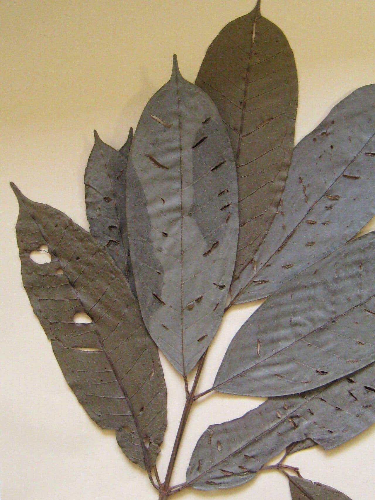 Vochysia 4