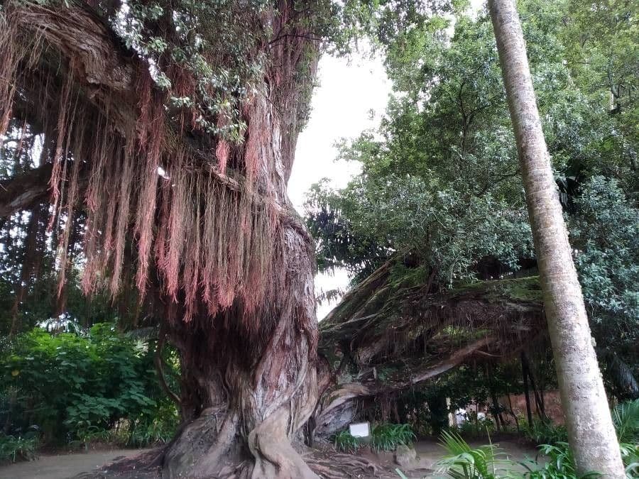 Metrosideros robusta 6