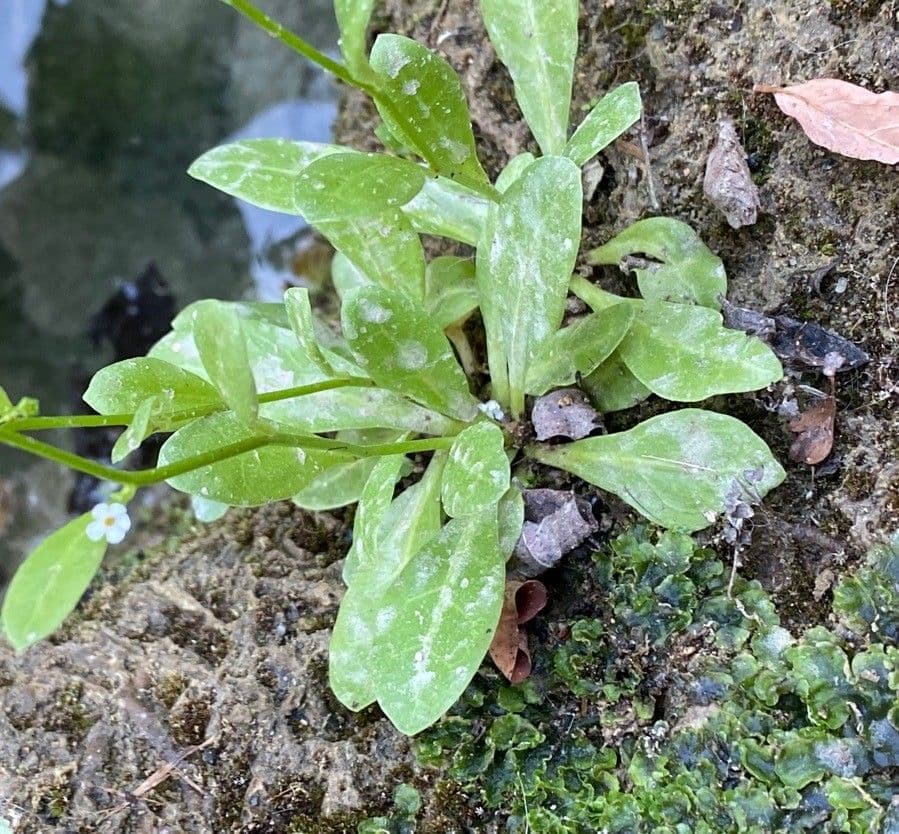 Lino d'acqua 20