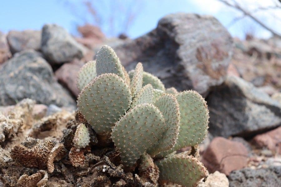 Opuntia basilaris 9