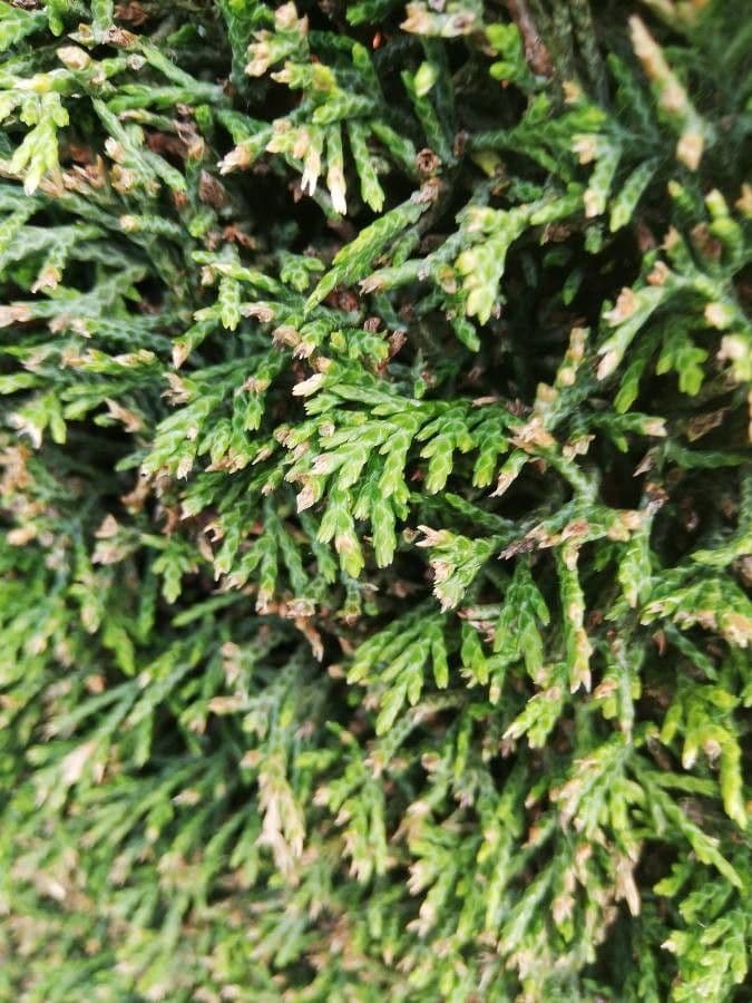 Northern white-cedar 6