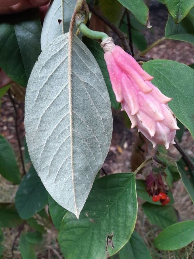 Magnolia 2