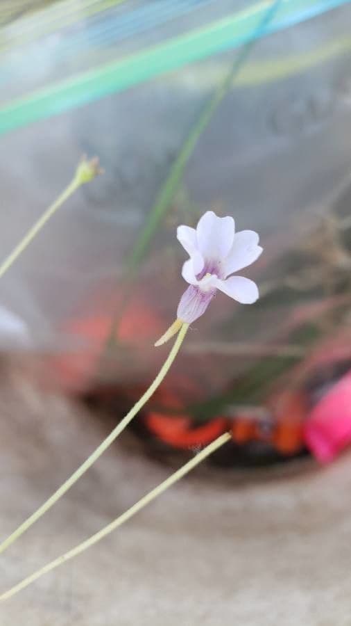 Pinguicula pumila 2