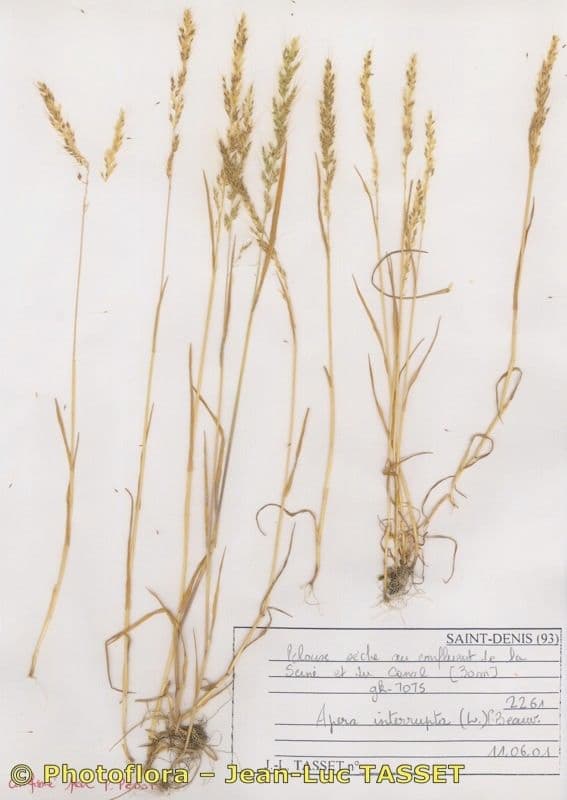 Apera interrupta 9