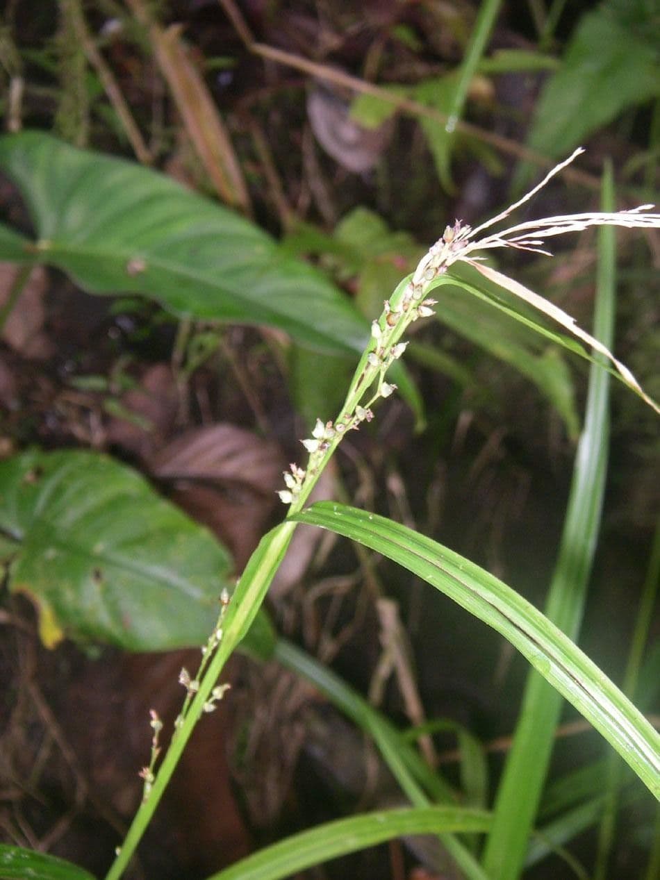 Scleria a piccoli frutti 13