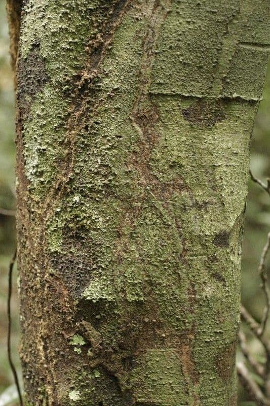 Cupania scrobiculata 12