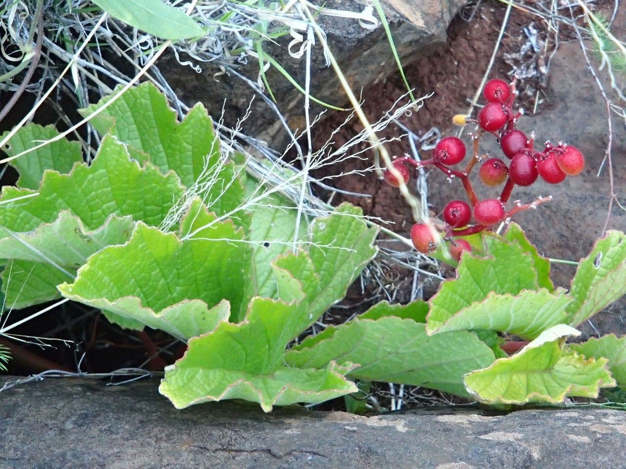 Cyphostemma 6