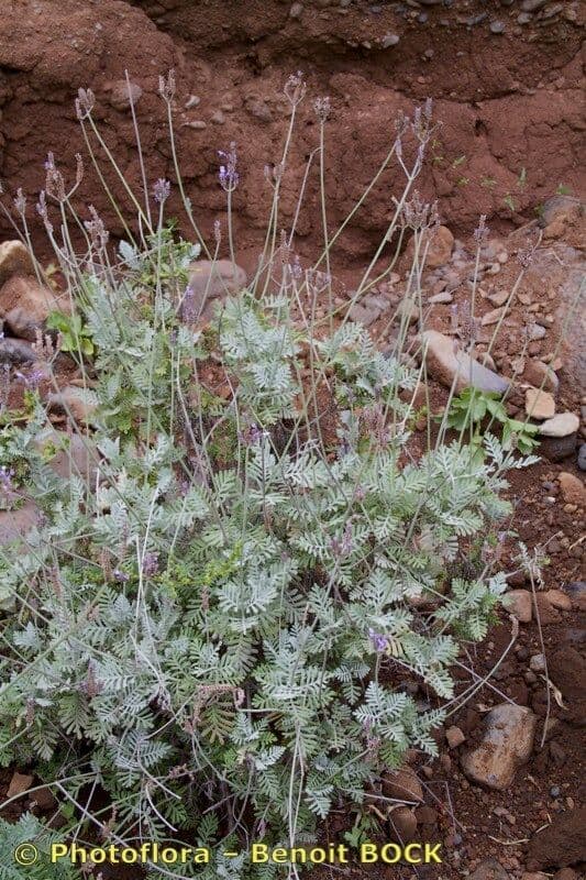 Lavendel 9