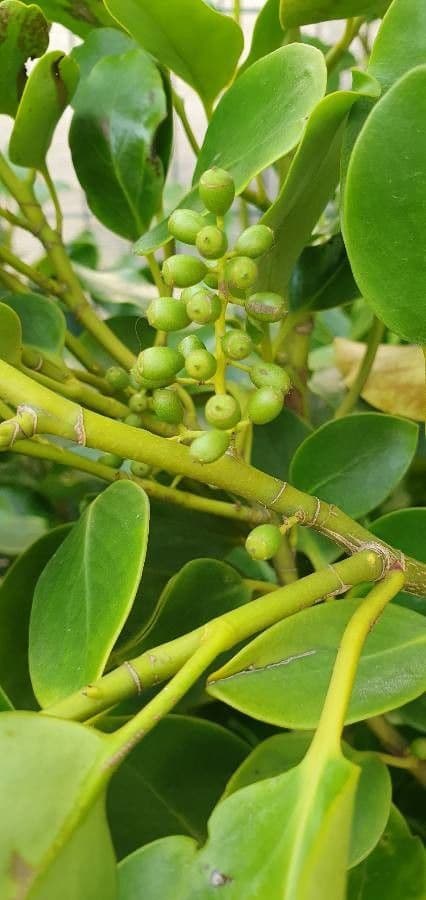 Griselinia