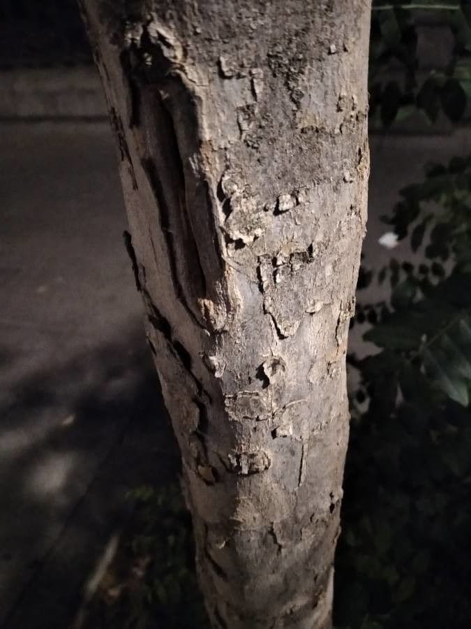 Acero di Creta 19