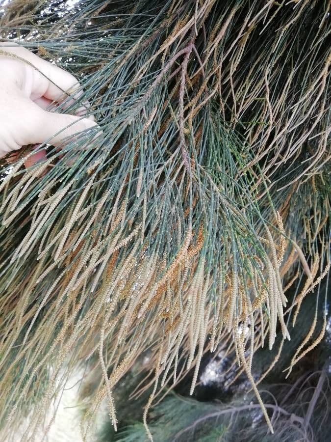 Casuarina di Cunningham 6