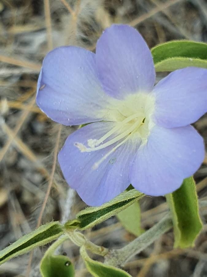 Barleria 2