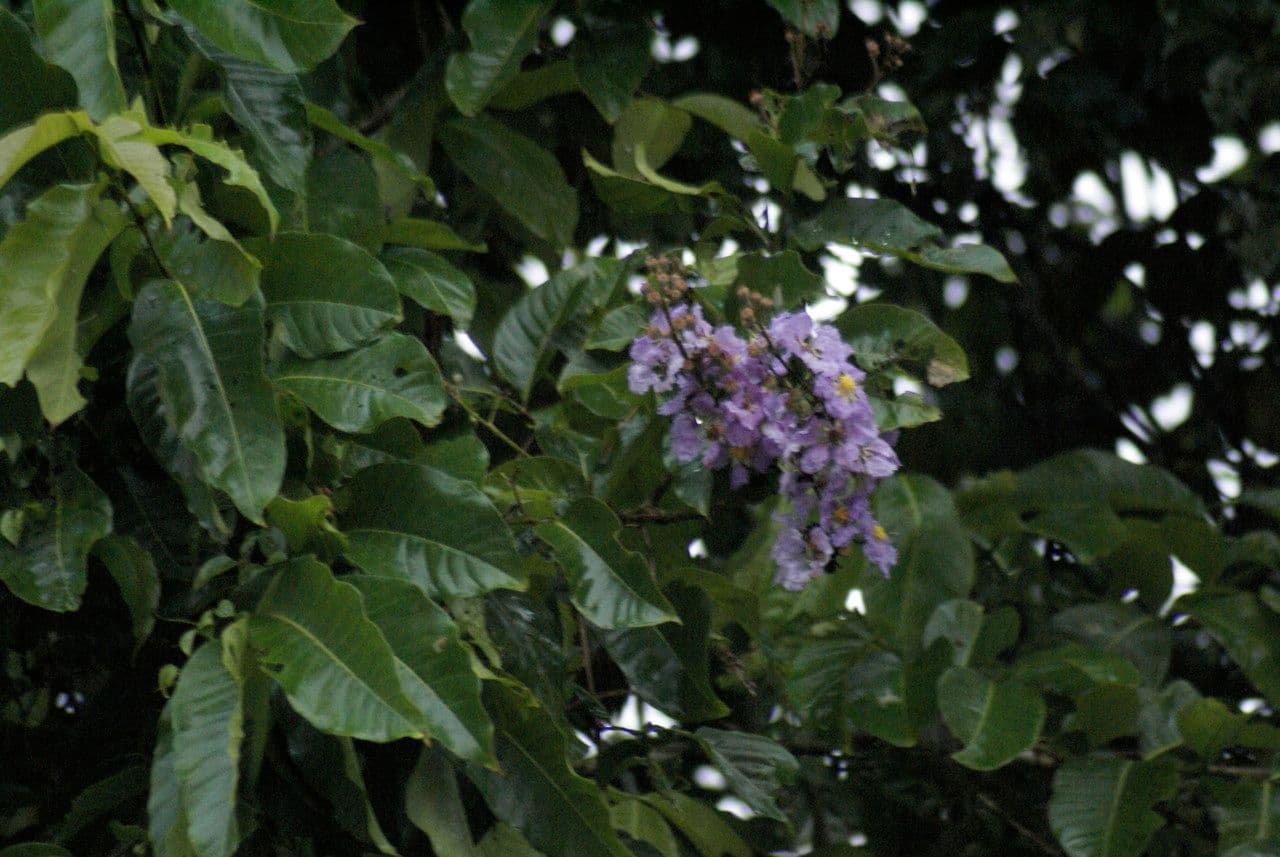 Lagerstroemia splendide 12