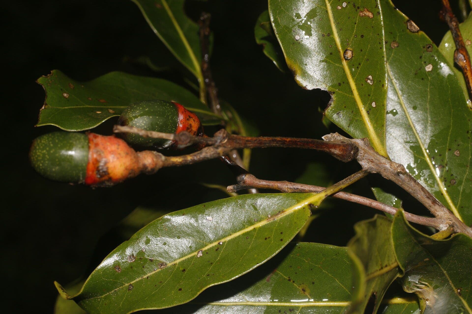 Veraguas-Mespilodaphne